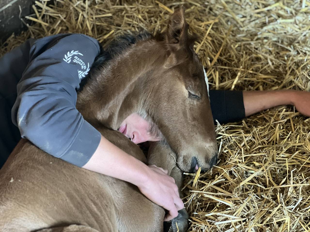 Veulen (ml) Lusitano Te koop 2025 Bruin / Bai ,  Prestigio