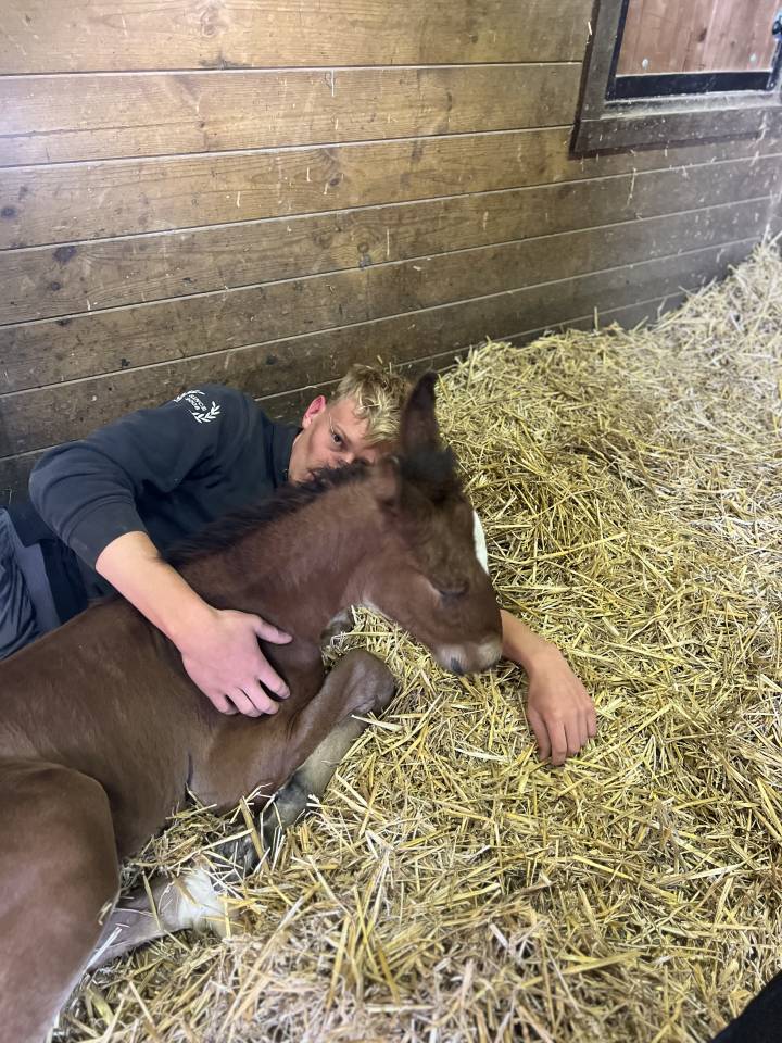 Veulen (ml) Lusitano Te koop 2025 Bruin / Bai ,  Prestigio