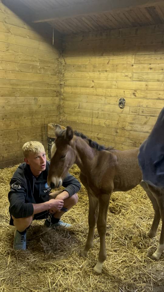 Veulen (ml) Lusitano Te koop 2025 Bruin / Bai ,  Prestigio