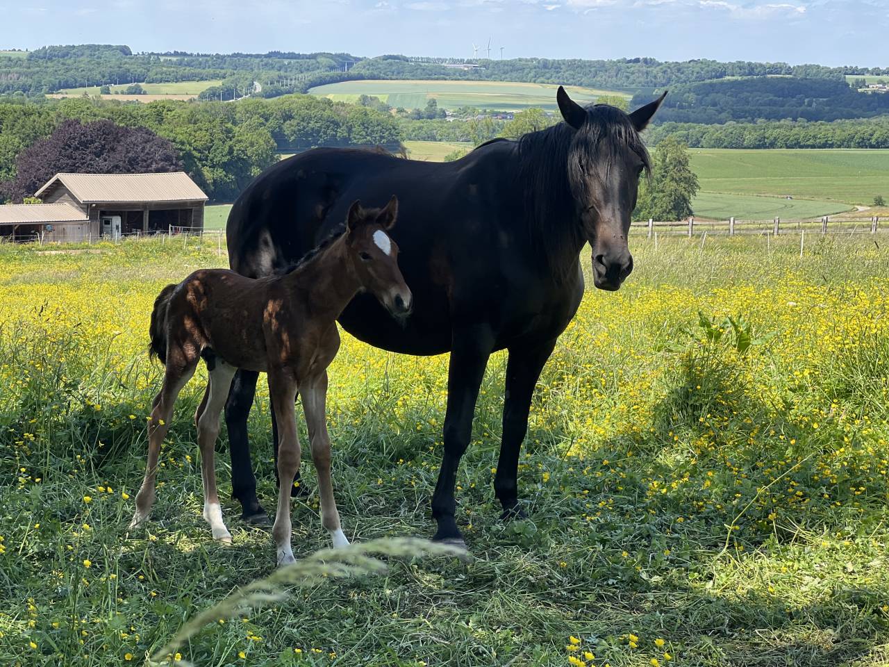 Veulen (ml) Lusitano Te koop 2025 Bruin / Bai ,  Prestigio