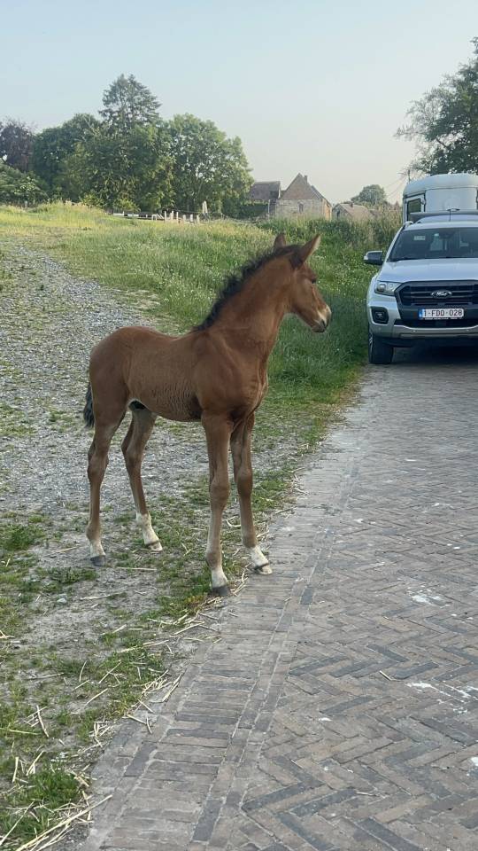 Veulen (ml) Lusitano Te koop 2025 Bruin / Bai ,  Prestigio