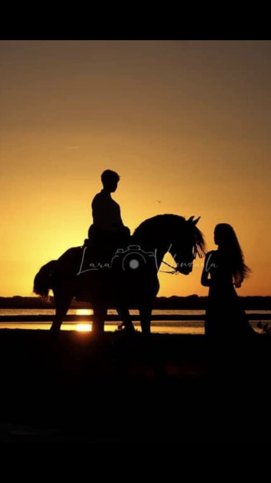 Veulen (ml) Lusitano Te koop 2025 Bruin / Bai ,  Prestigio