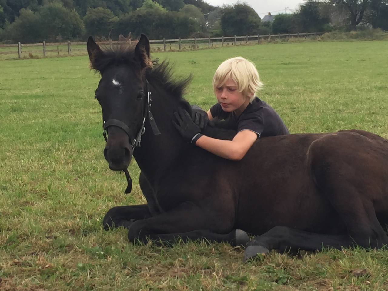 Veulen (ml) Lusitano Te koop 2025 Bruin / Bai ,  Prestigio