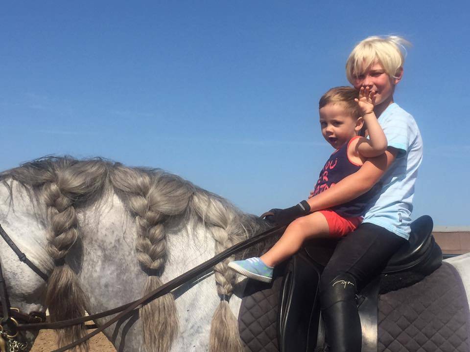 Veulen (ml) Lusitano Te koop 2025 Bruin / Bai ,  Prestigio