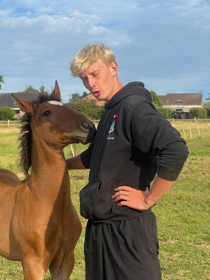 Veulen (ml) Lusitano Te koop 2025 Bruin / Bai ,  Prestigio