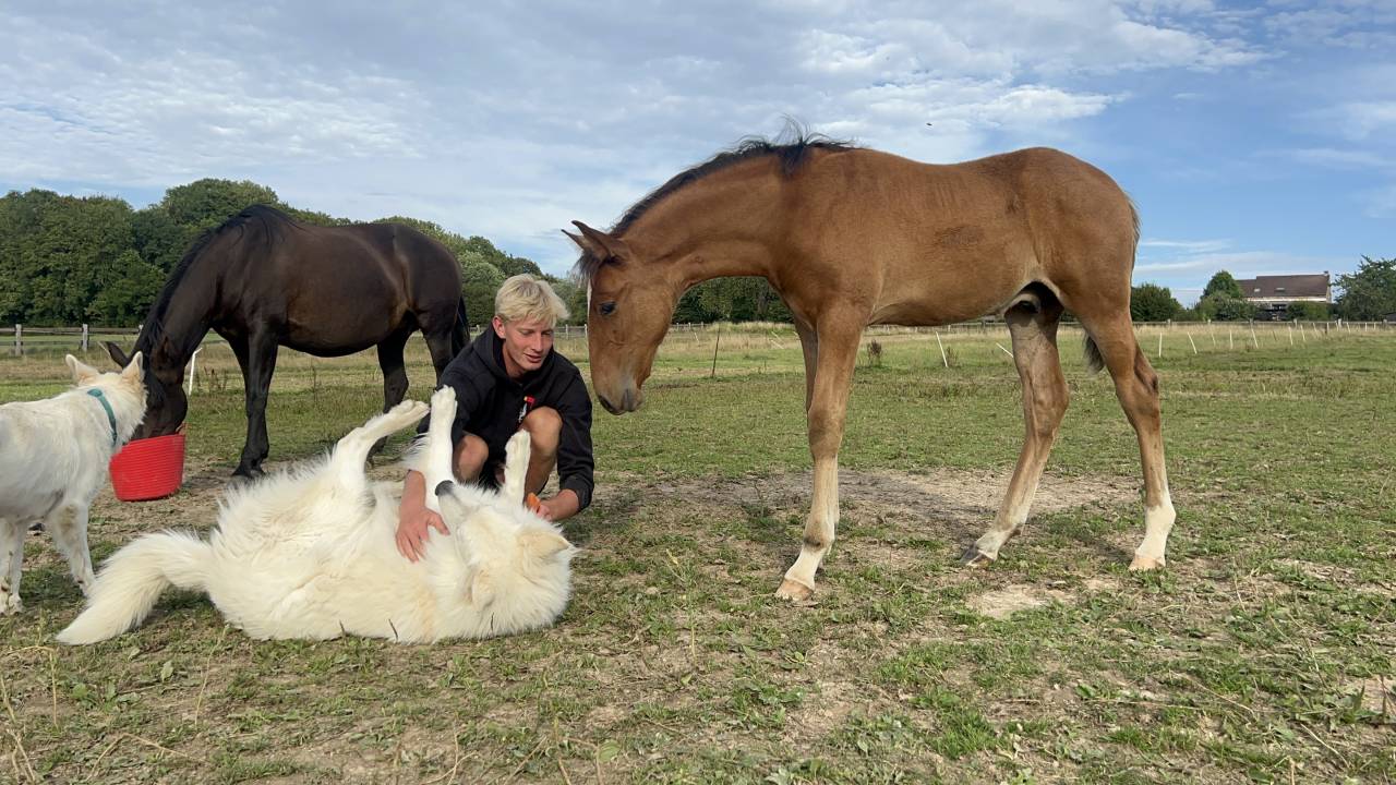 Veulen (ml) Lusitano Te koop 2025 Bruin / Bai ,  Prestigio