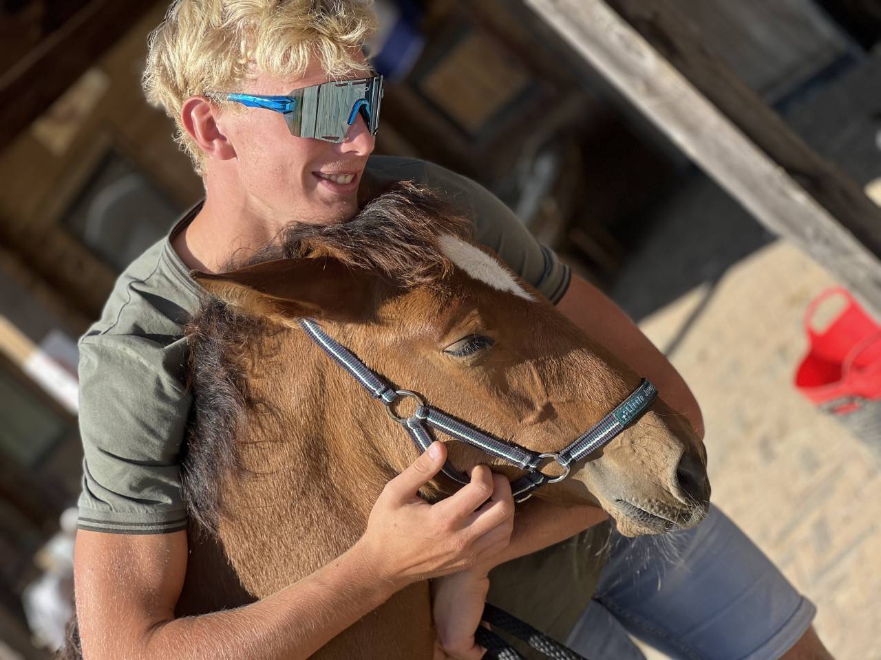 Veulen (ml) Lusitano Te koop 2025 Bruin / Bai ,  Prestigio