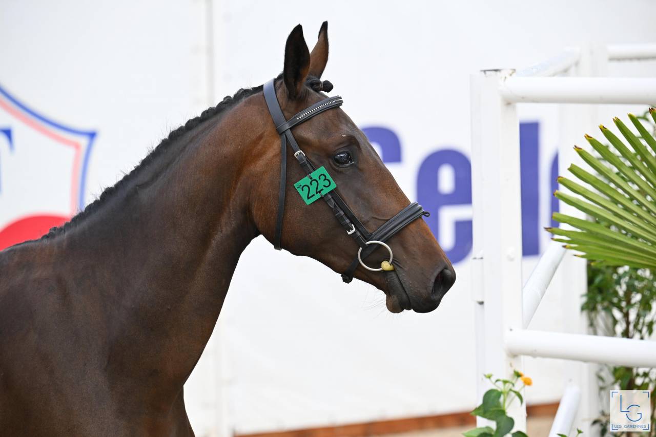 Merrie Selle Français Te koop 2023 Donker bruin / bai