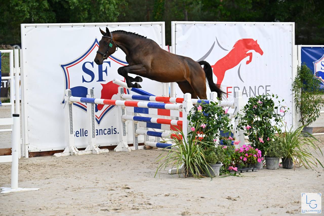 Merrie Selle Français Te koop 2023 Donker bruin / bai