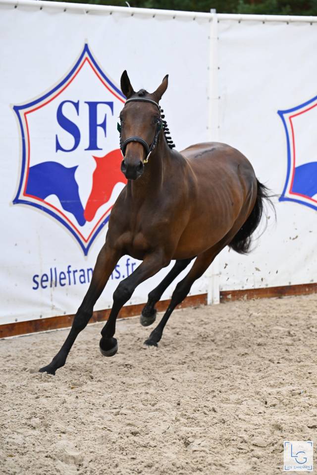 Merrie Selle Français Te koop 2023 Donker bruin / bai