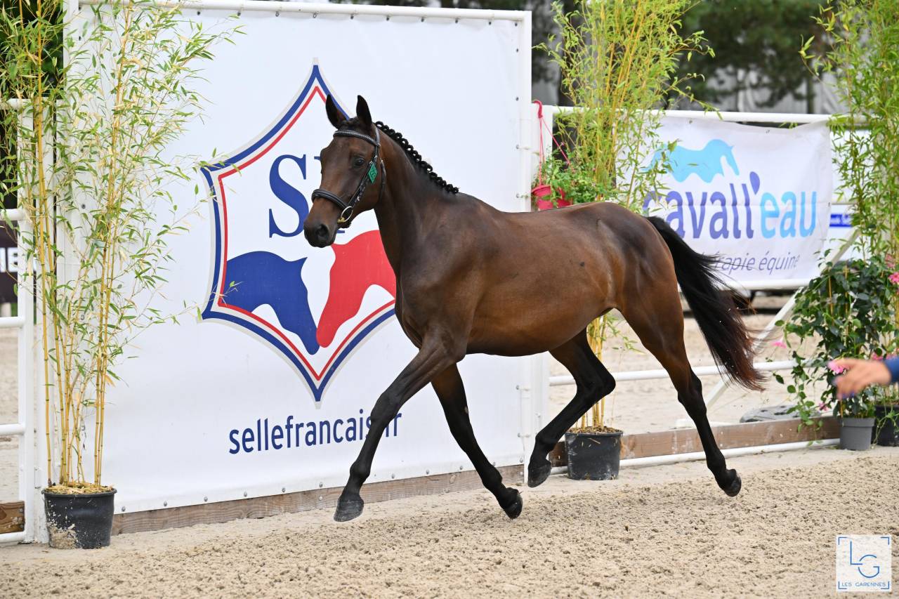 Merrie Selle Français Te koop 2023 Donker bruin / bai