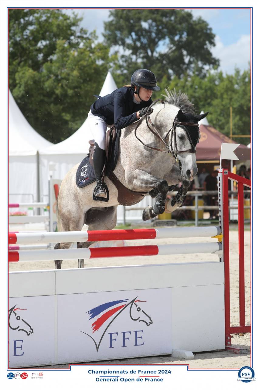 Ruin Franse rijpony PFS Te koop 2015 Schimmel ,  PRESIDENT