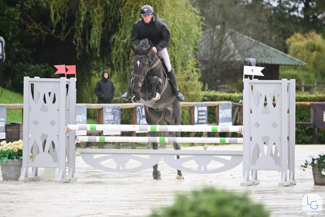 Ruin Zangersheide Te koop 2019 Bruin / Bai