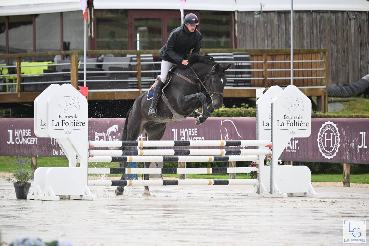 Ruin Zangersheide Te koop 2019 Bruin / Bai