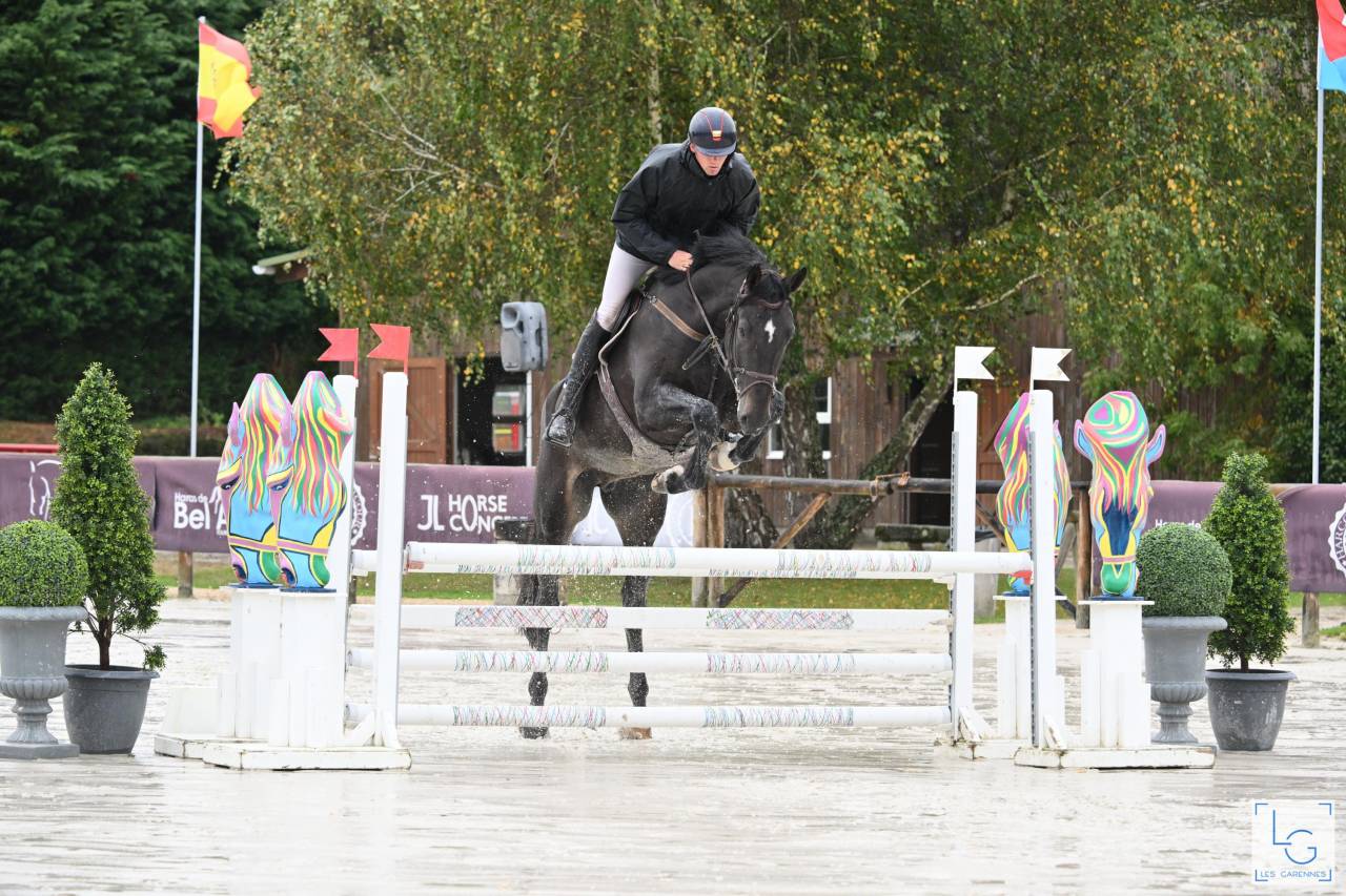 Ruin Zangersheide Te koop 2019 Bruin / Bai