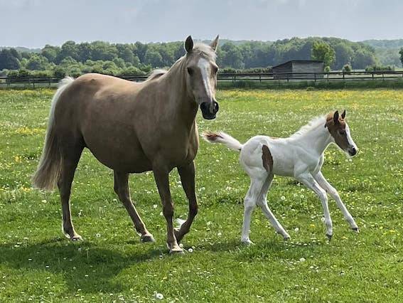 Ruin Franse rijpony PFS Te koop 2023 Bontzwart