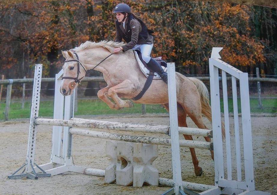 Ruin Franse rijpony PFS Te koop 2023 Bontzwart