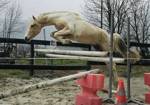Ruin Franse rijpony PFS Te koop 2023 Bontzwart