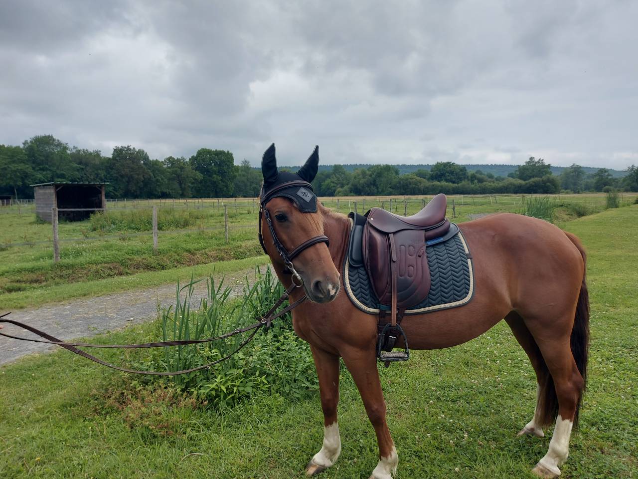 Merrie Andere pony rassen Te koop 2019 Koffie vos