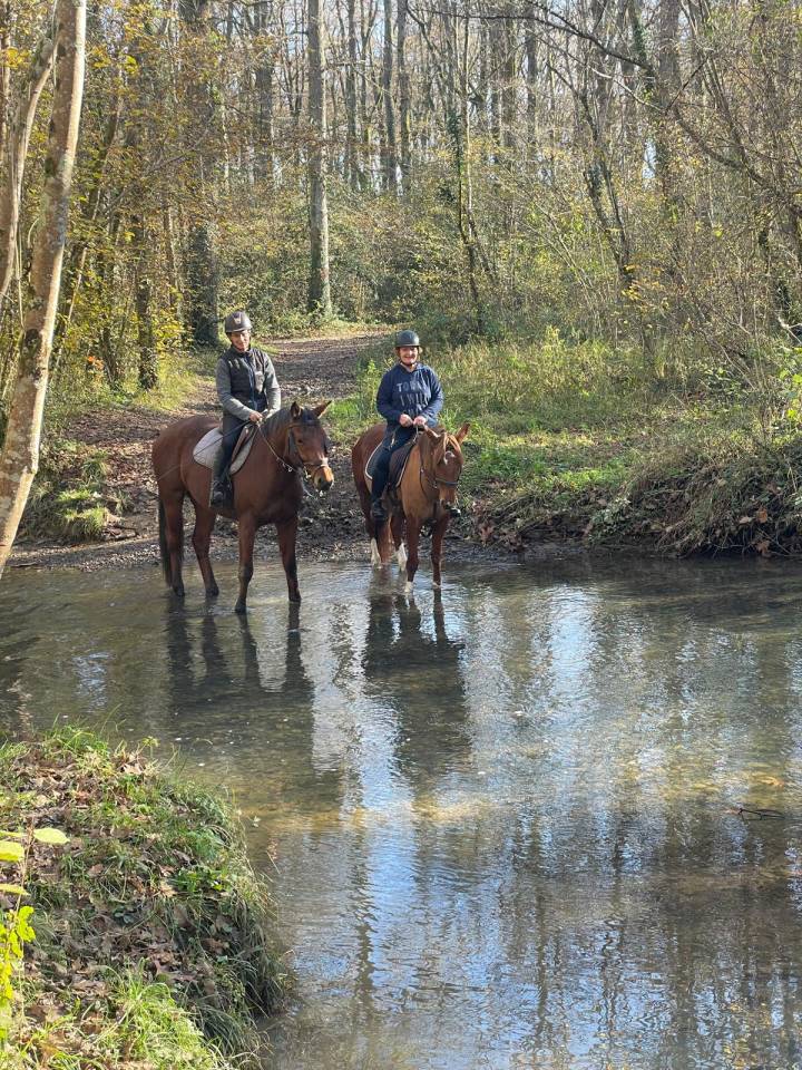 Merrie Andere pony rassen Te koop 2019 Koffie vos