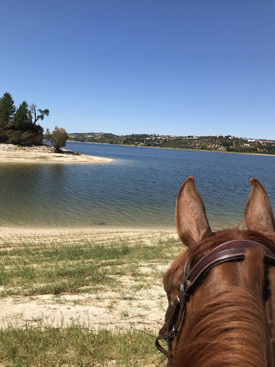 Hippisch vastgoed Koop 