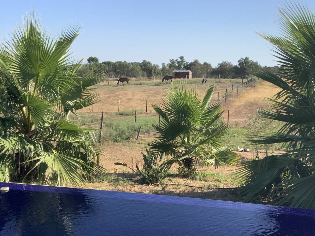 Hippisch vastgoed Koop 