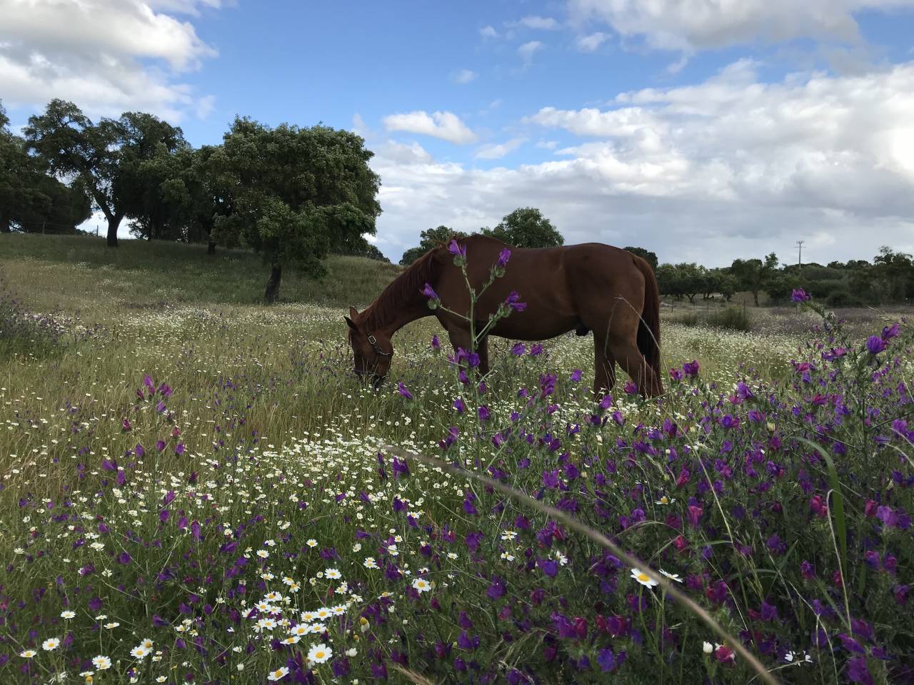 Hippisch vastgoed Koop 