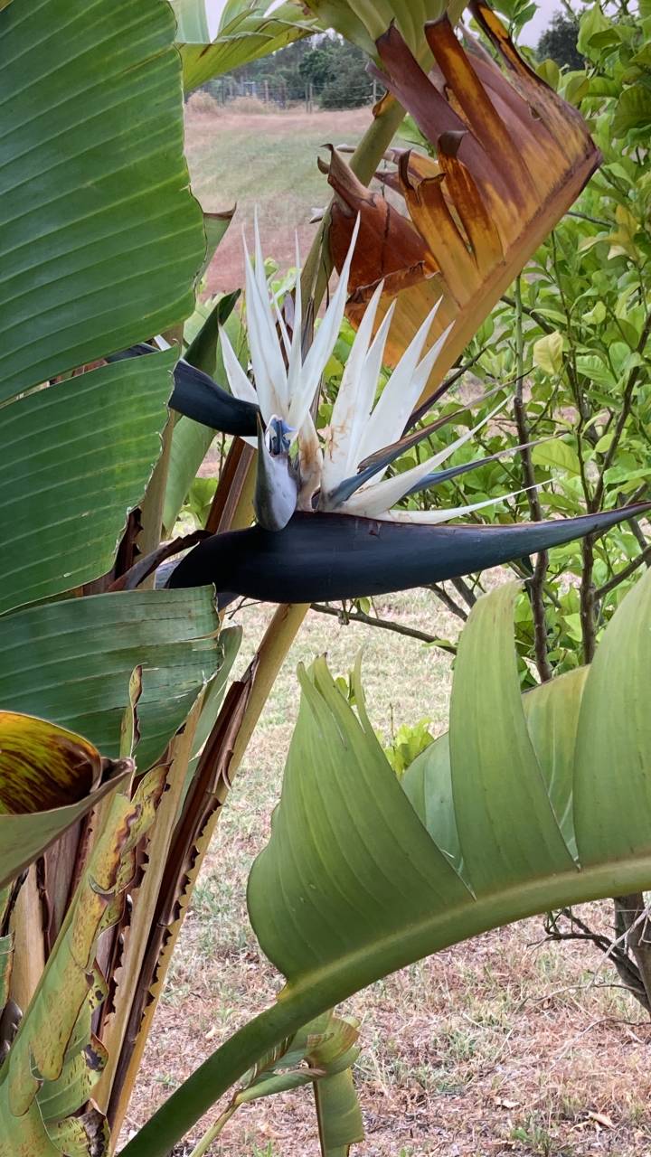 Hippisch vastgoed Koop 