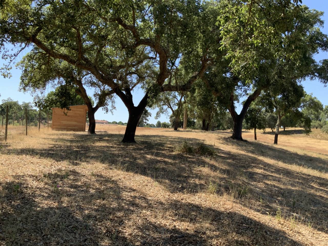 Hippisch vastgoed Koop 