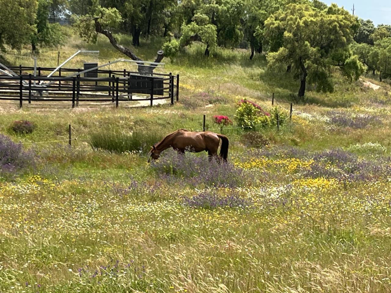 Hippisch vastgoed Koop 