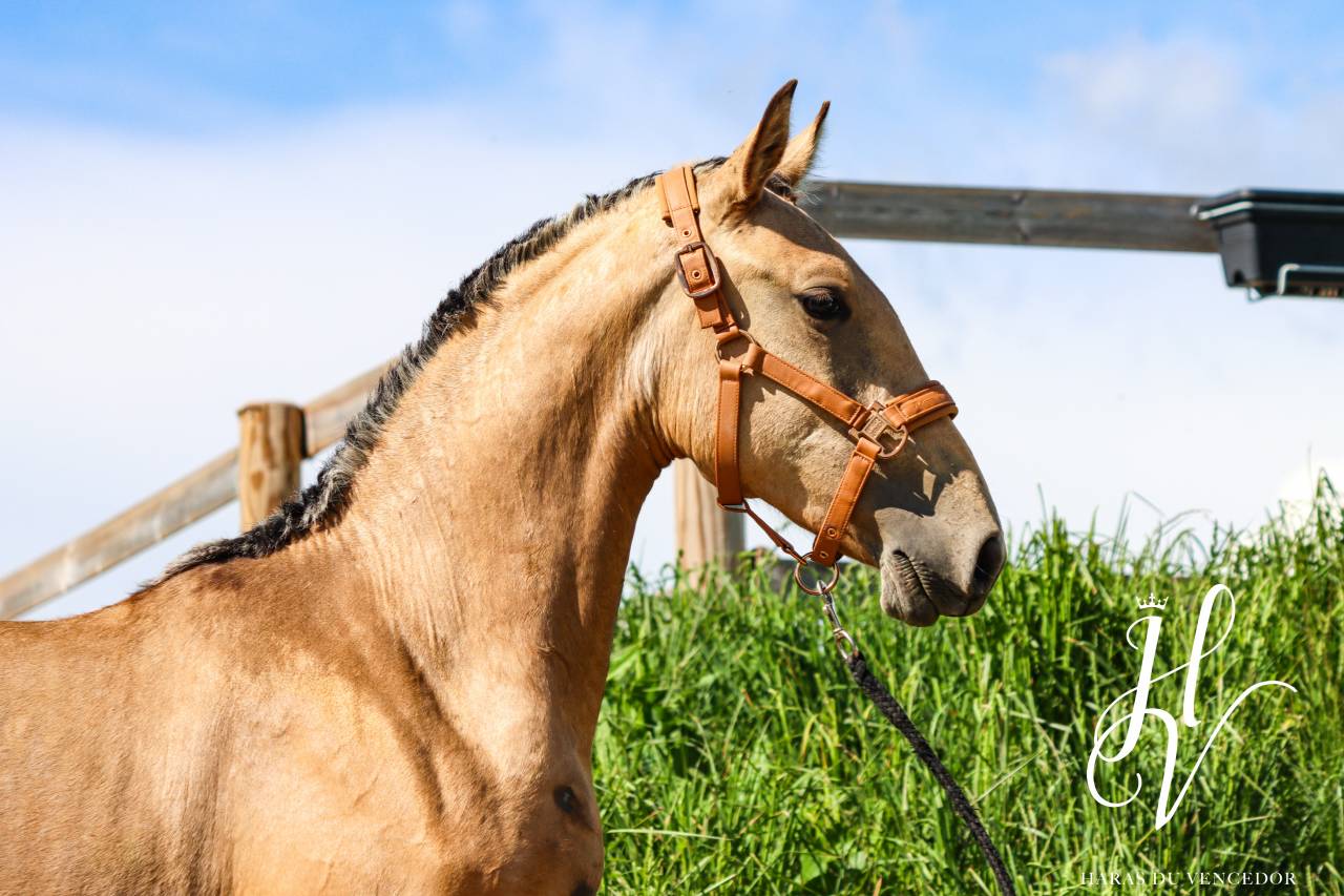 Veulen (vr) Lusitano Te koop 2023 Isabel ,  Miura Des Cais