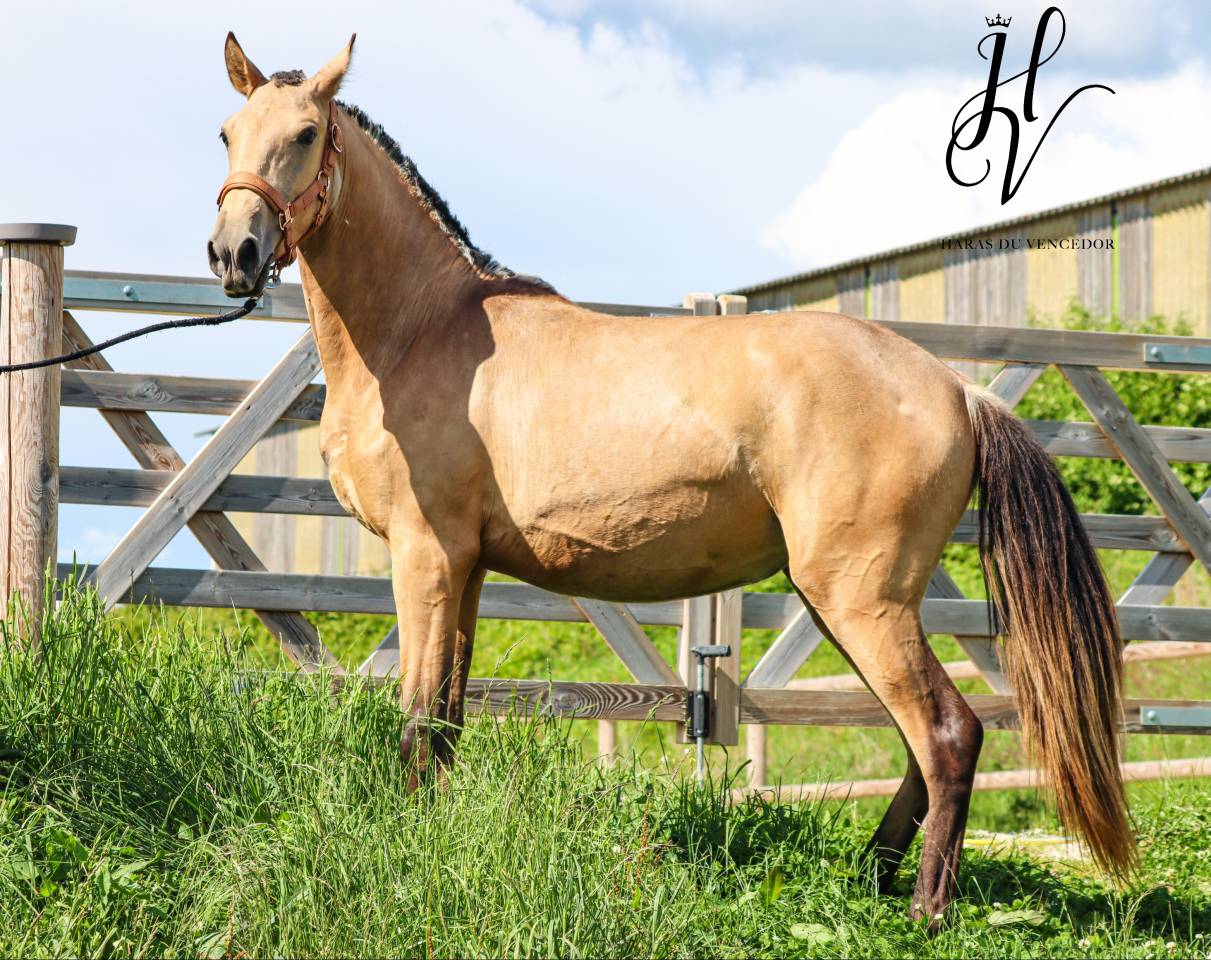 Veulen (vr) Lusitano Te koop 2023 Isabel ,  Miura Des Cais