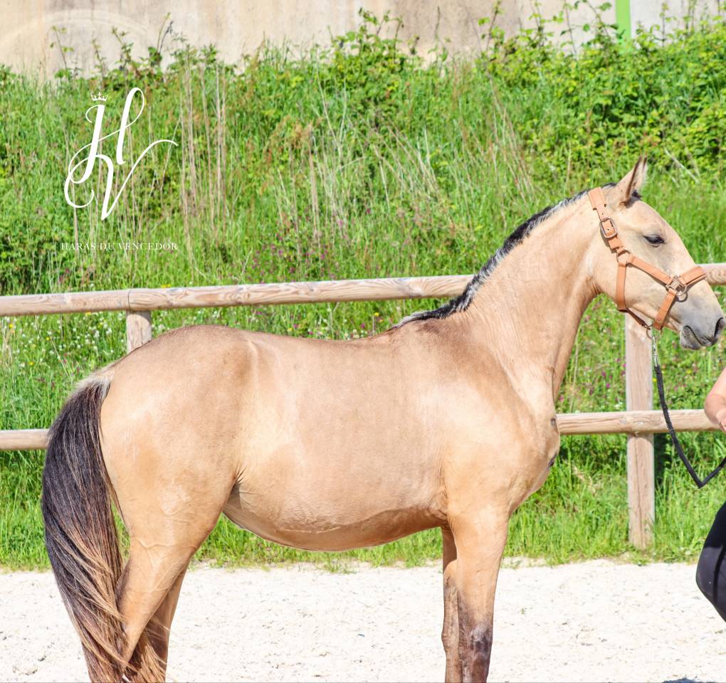 Veulen (vr) Lusitano Te koop 2023 Isabel ,  Miura Des Cais