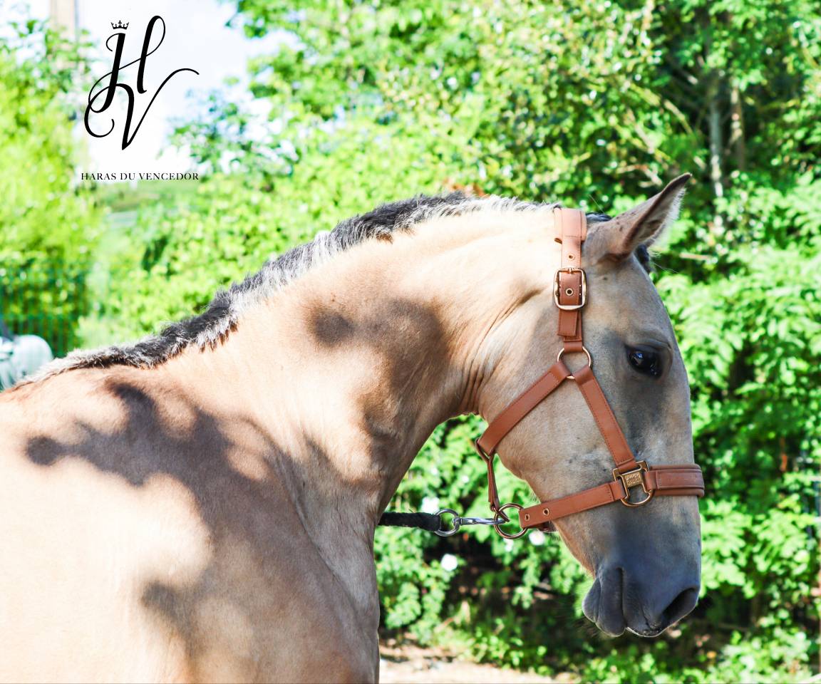 Veulen (vr) Lusitano Te koop 2023 Isabel ,  Miura Des Cais