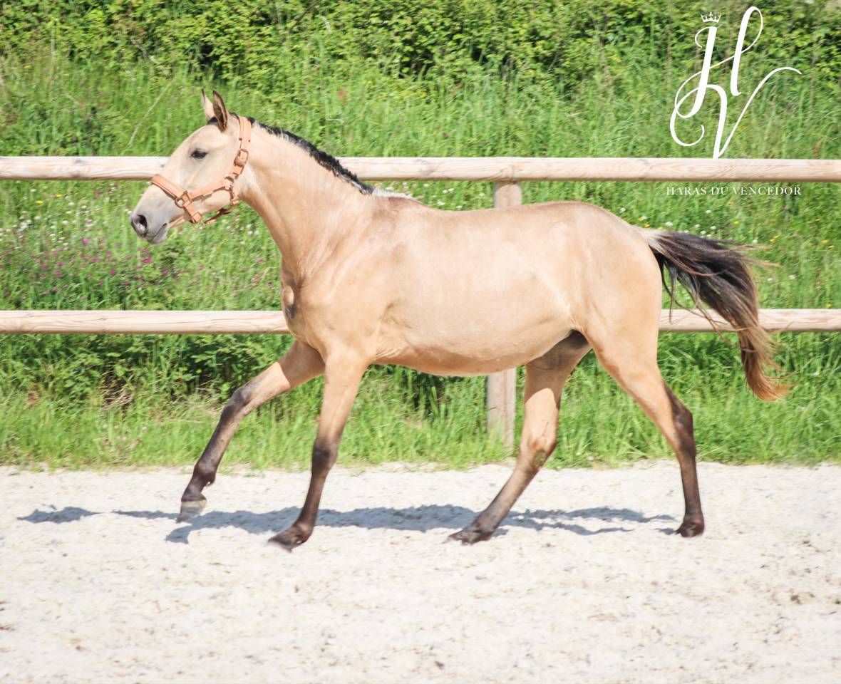 Veulen (vr) Lusitano Te koop 2023 Isabel ,  Miura Des Cais