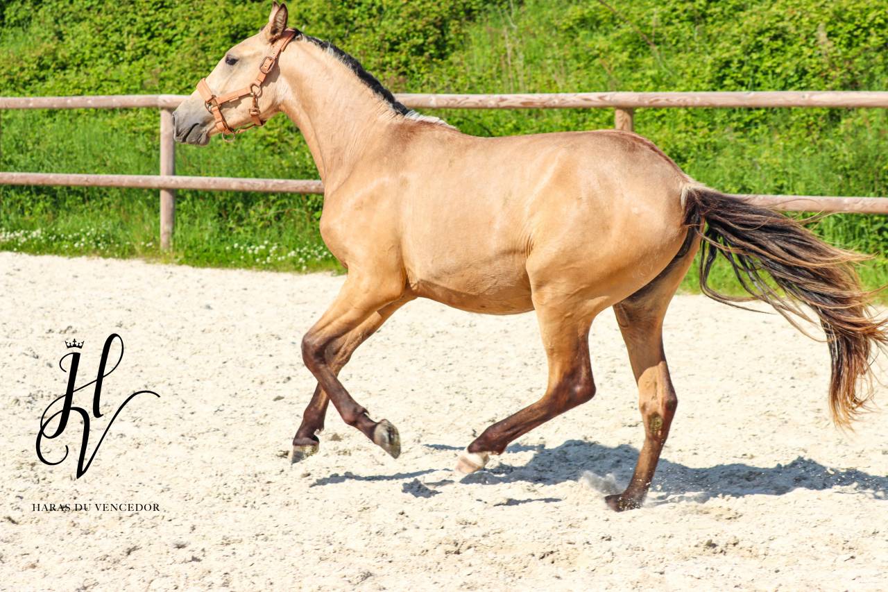 Veulen (vr) Lusitano Te koop 2023 Isabel ,  Miura Des Cais