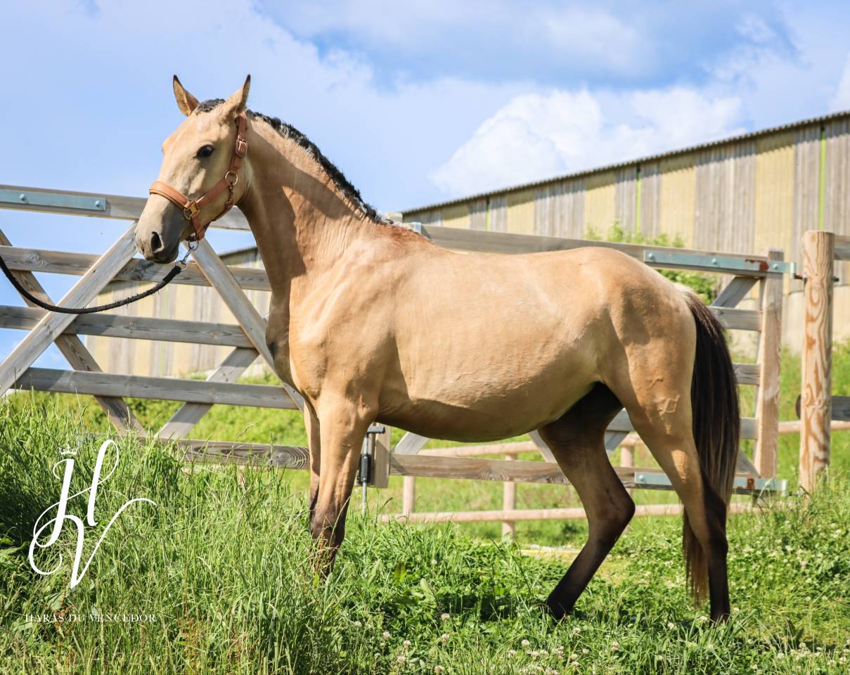 Veulen (vr) Lusitano Te koop 2023 Isabel ,  Miura Des Cais