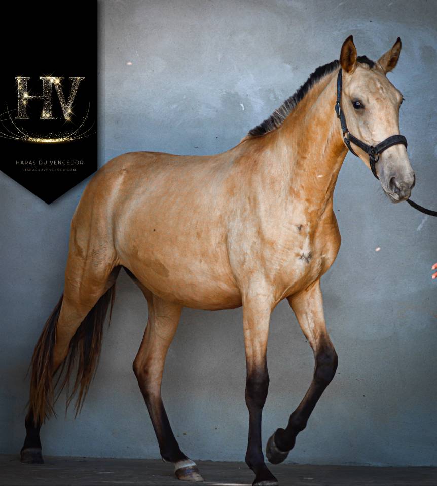 Veulen (vr) Lusitano Te koop 2023 Isabel ,  Miura Des Cais