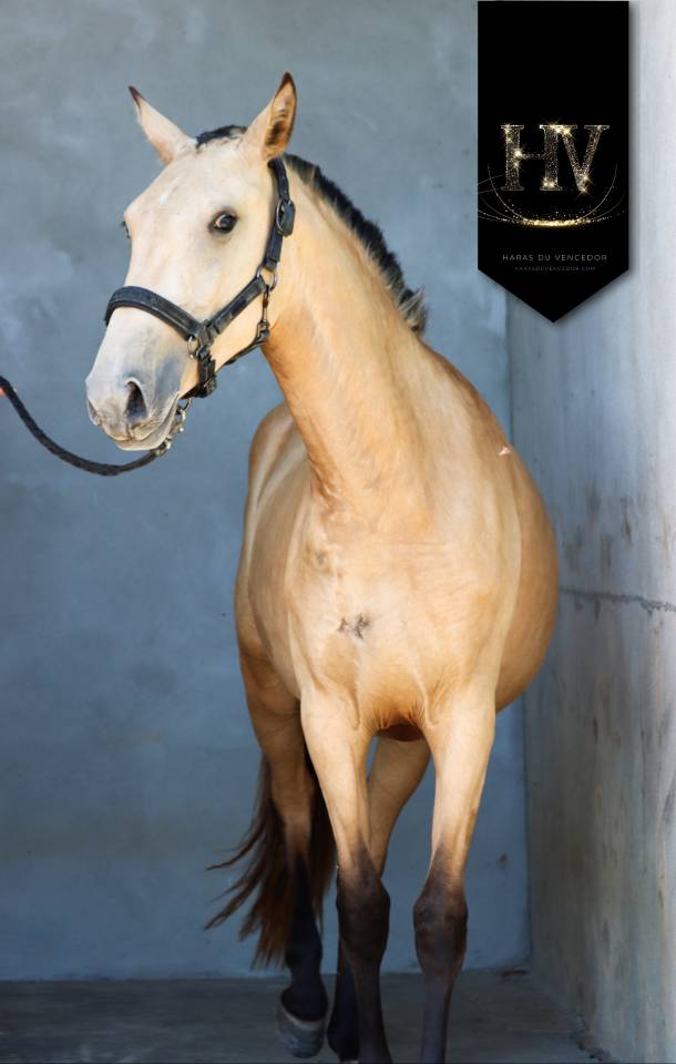 Veulen (vr) Lusitano Te koop 2023 Isabel ,  Miura Des Cais