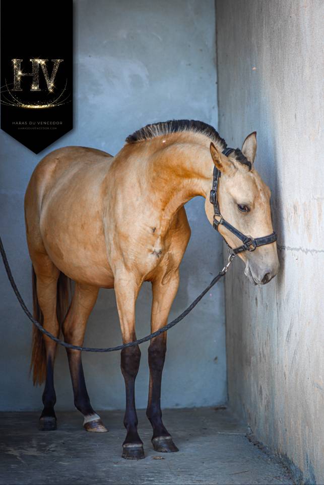 Veulen (vr) Lusitano Te koop 2023 Isabel ,  Miura Des Cais