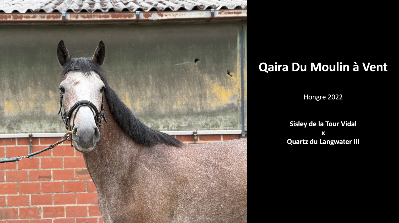 Ruin Belgisch sportpaard Te koop 2022 Schimmel ,  SISLEY DE LA TOUR VIDAL