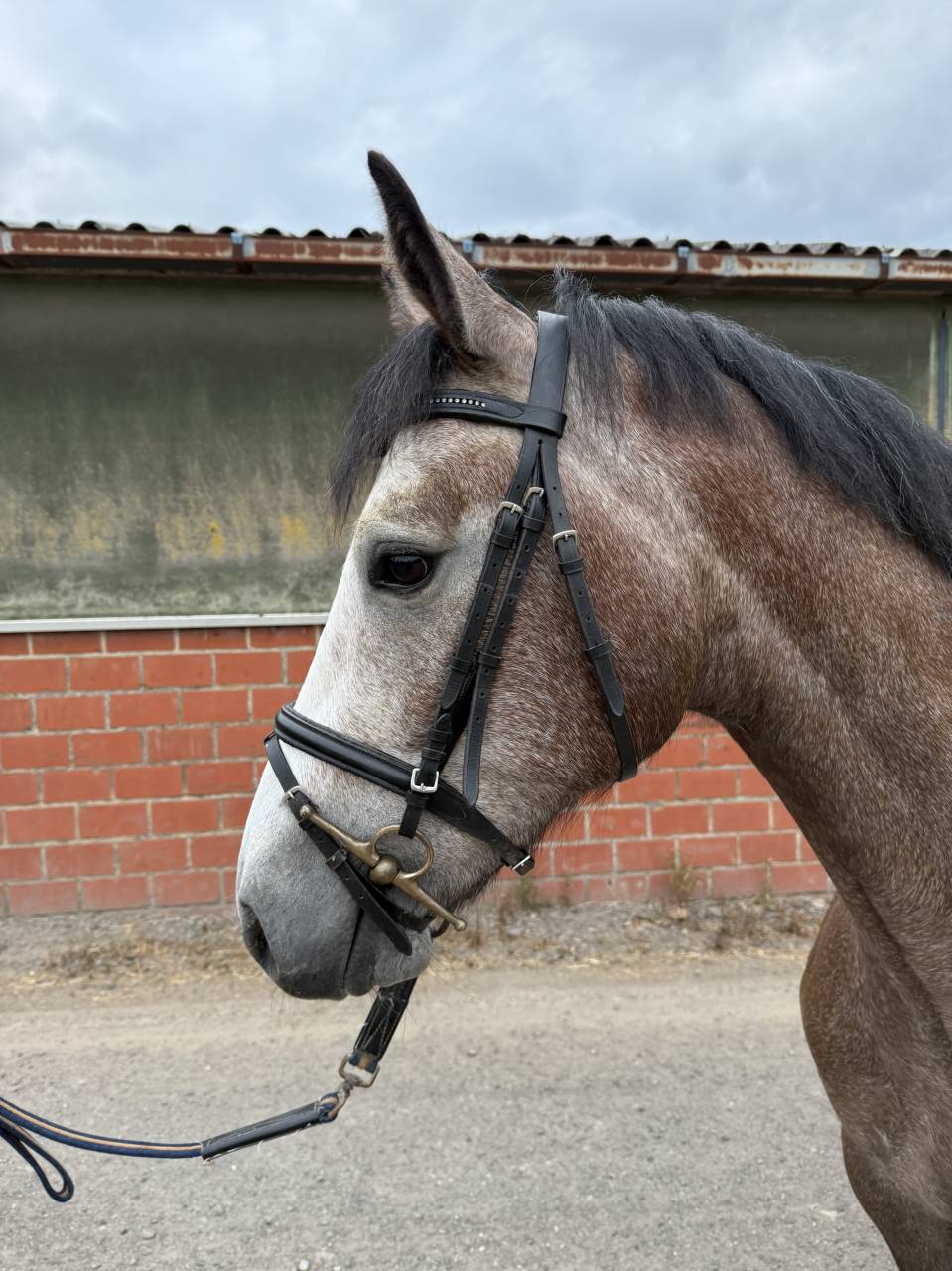 Ruin Belgisch sportpaard Te koop 2022 Schimmel ,  SISLEY DE LA TOUR VIDAL