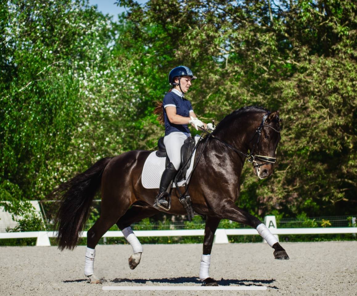 ANTARES DE SCUDERIA  - PRE Puur Ras Spaans 2020 ,  Poeta de Susaeta