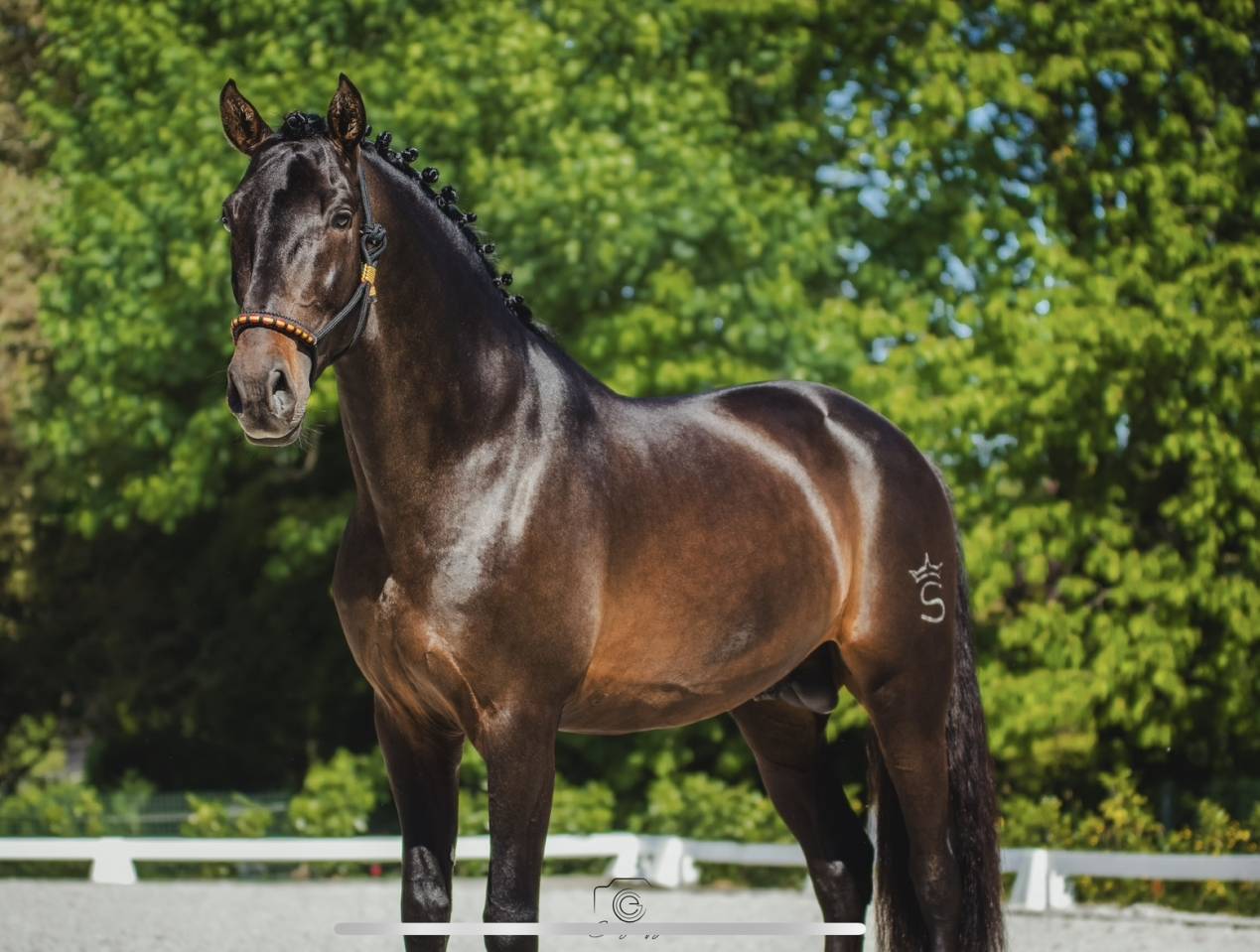 ANTARES DE SCUDERIA  - PRE Puur Ras Spaans 2020 ,  Poeta de Susaeta