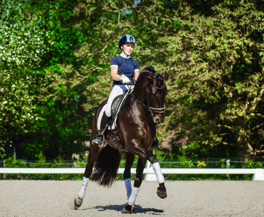 ANTARES DE SCUDERIA  - PRE Puur Ras Spaans 2020 ,  Poeta de Susaeta