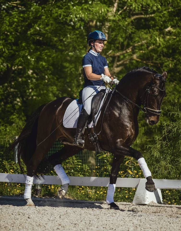 ANTARES DE SCUDERIA  - PRE Puur Ras Spaans 2020 ,  Poeta de Susaeta