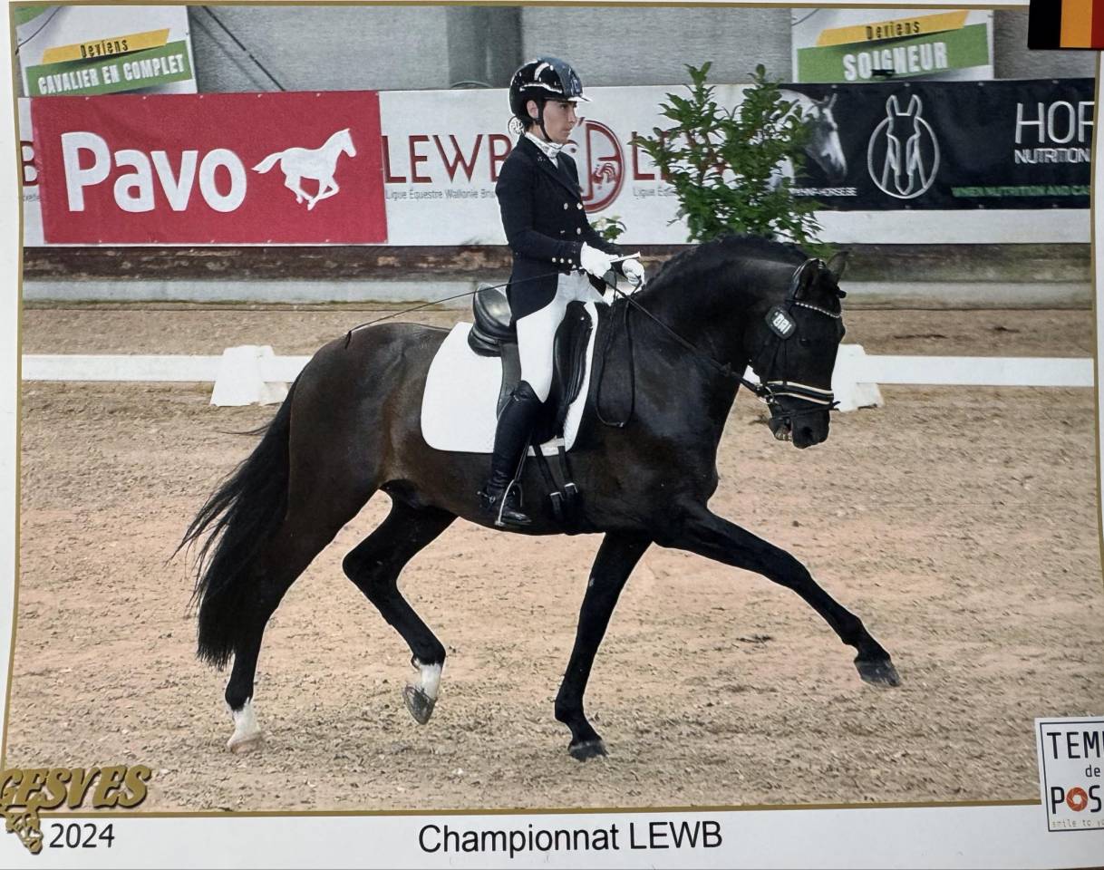 ANTARES DE SCUDERIA  - PRE Puur Ras Spaans 2020 ,  Poeta de Susaeta