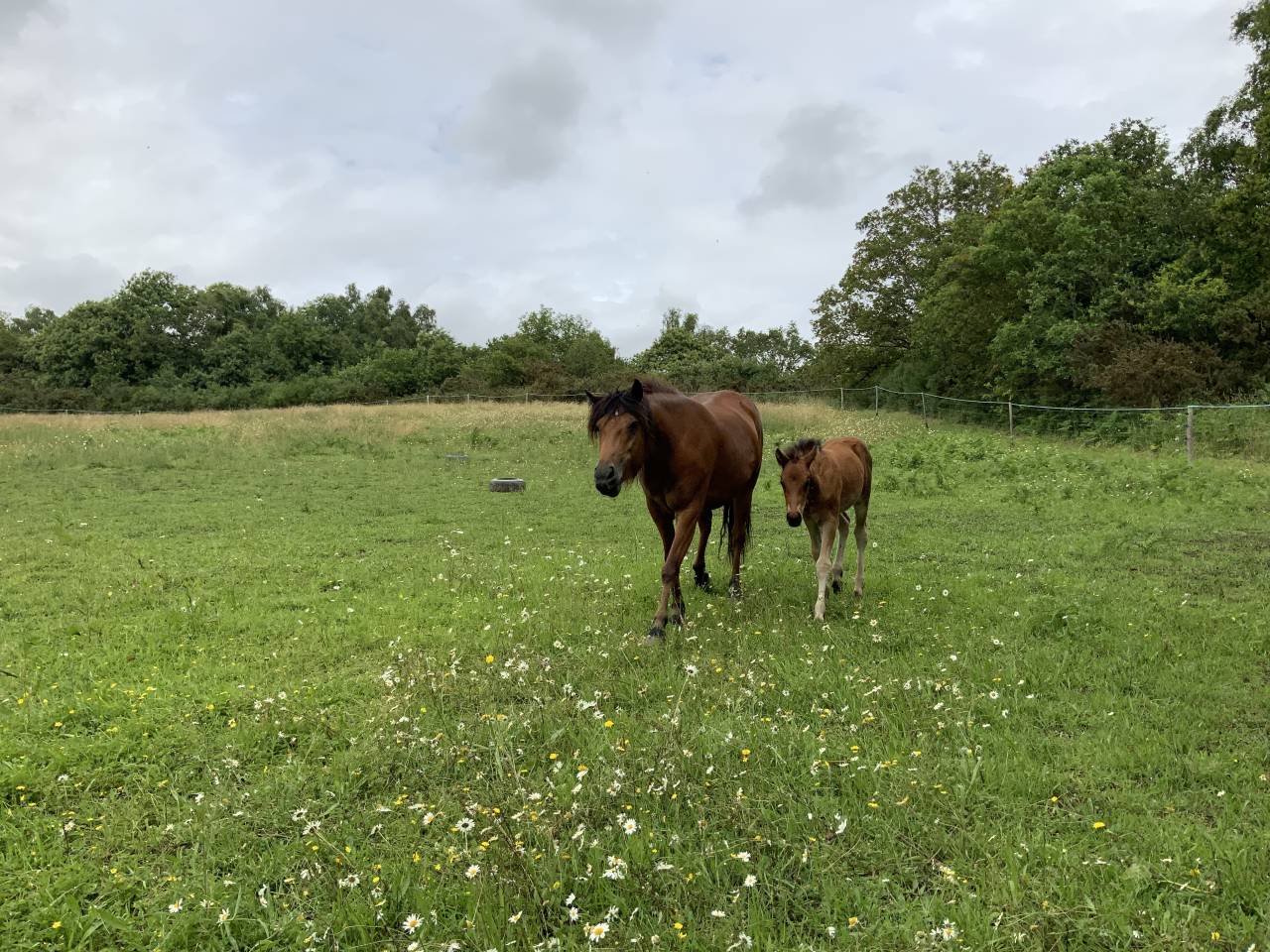 Veulen (ml) Connemara Te koop 2025 Donker bruin / bai