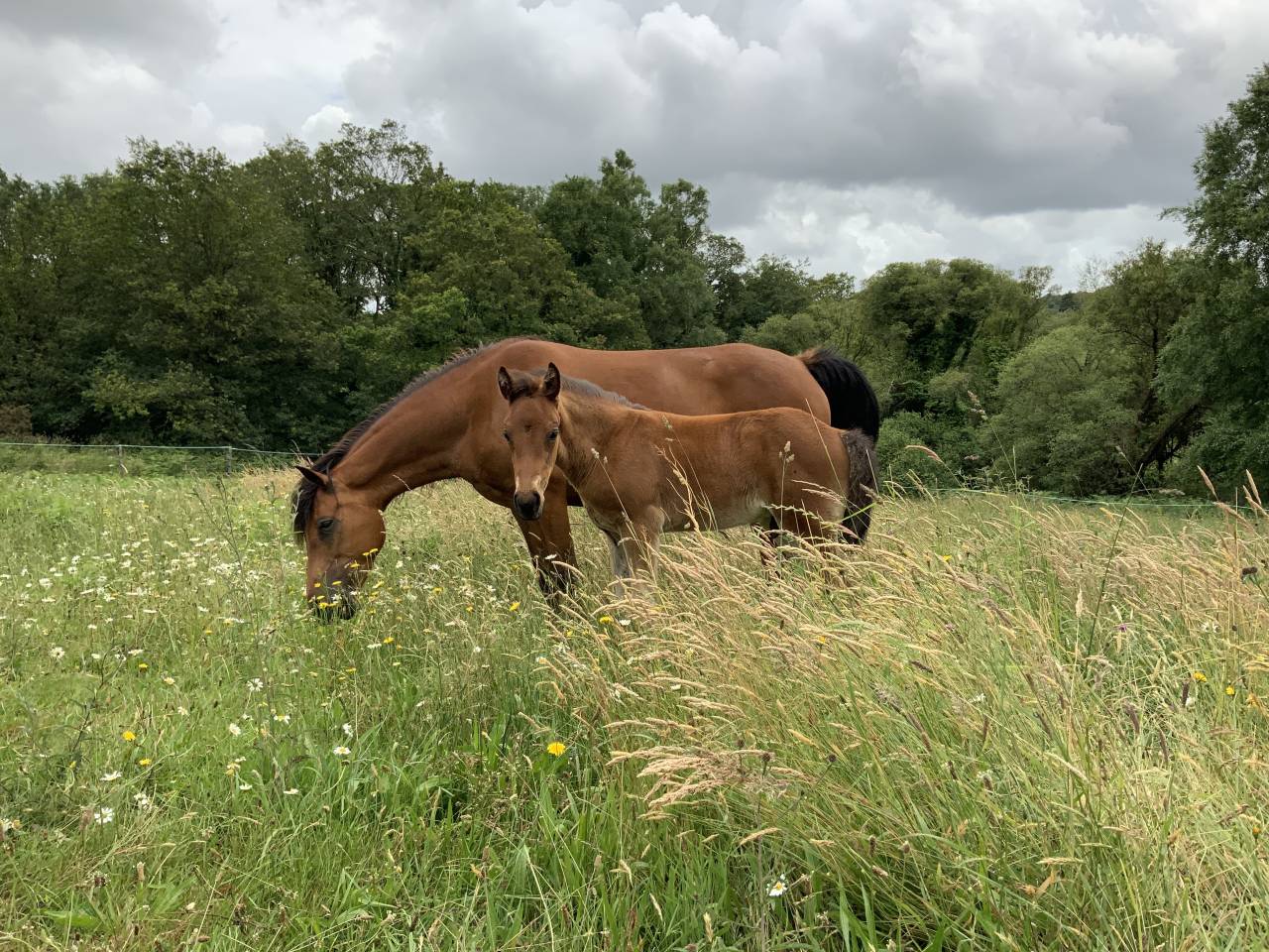 Veulen (ml) Connemara Te koop 2025 Donker bruin / bai