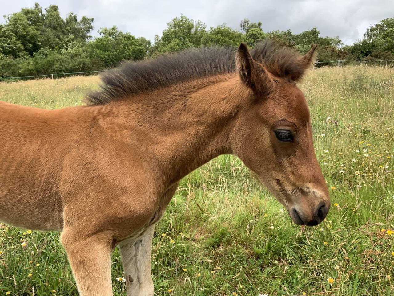 Veulen (ml) Connemara Te koop 2025 Donker bruin / bai